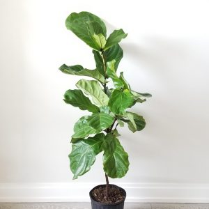 Ficus lyrata Fiddle-leaf-fig indoor plants tree form Officeplants houseplants Toronto Mississauga Brampton Burlington Oakville GTA