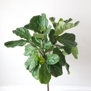 ficus lyrata fiddle-leaf-fig indoor plants houseplants office plants GTA Toronto Mississauga Oakville Brampton etc
