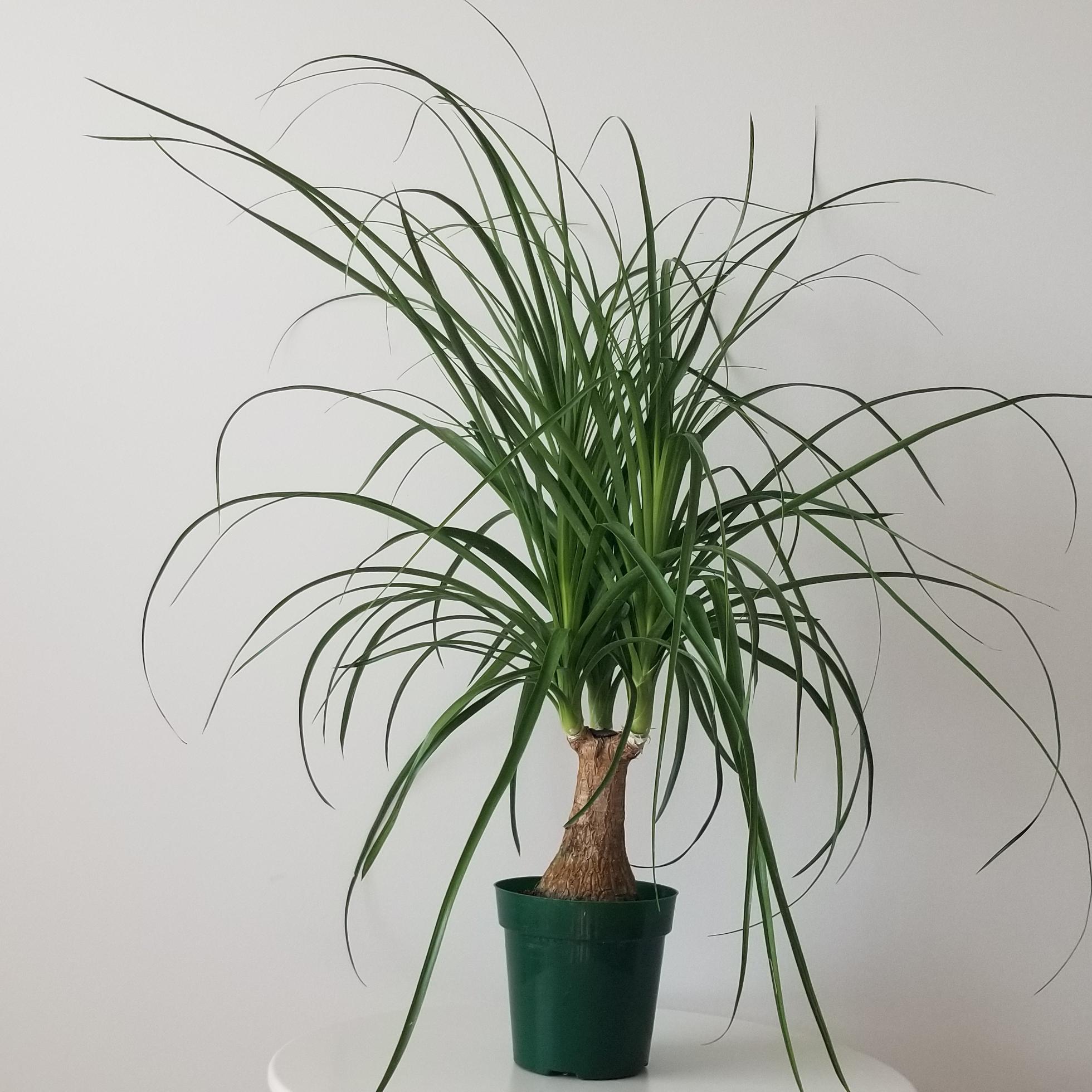 ponytail palm in 6inch pot 1 ponytail palm interior plants houseplants office plants Oakville Mississauga Milton Brampton Woodbridge Kitchener Markham Etobicoke Toronto GTA