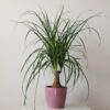ponytail palm interior plants houseplants office plants Oakville Mississauga Milton Brampton Woodbridge Kitchener Markham Etobicoke Toronto GTA