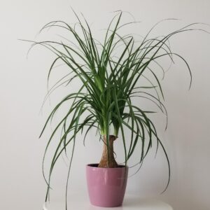 ponytail palm interior plants houseplants office plants Oakville Mississauga Milton Brampton Woodbridge Kitchener Markham Etobicoke Toronto GTA