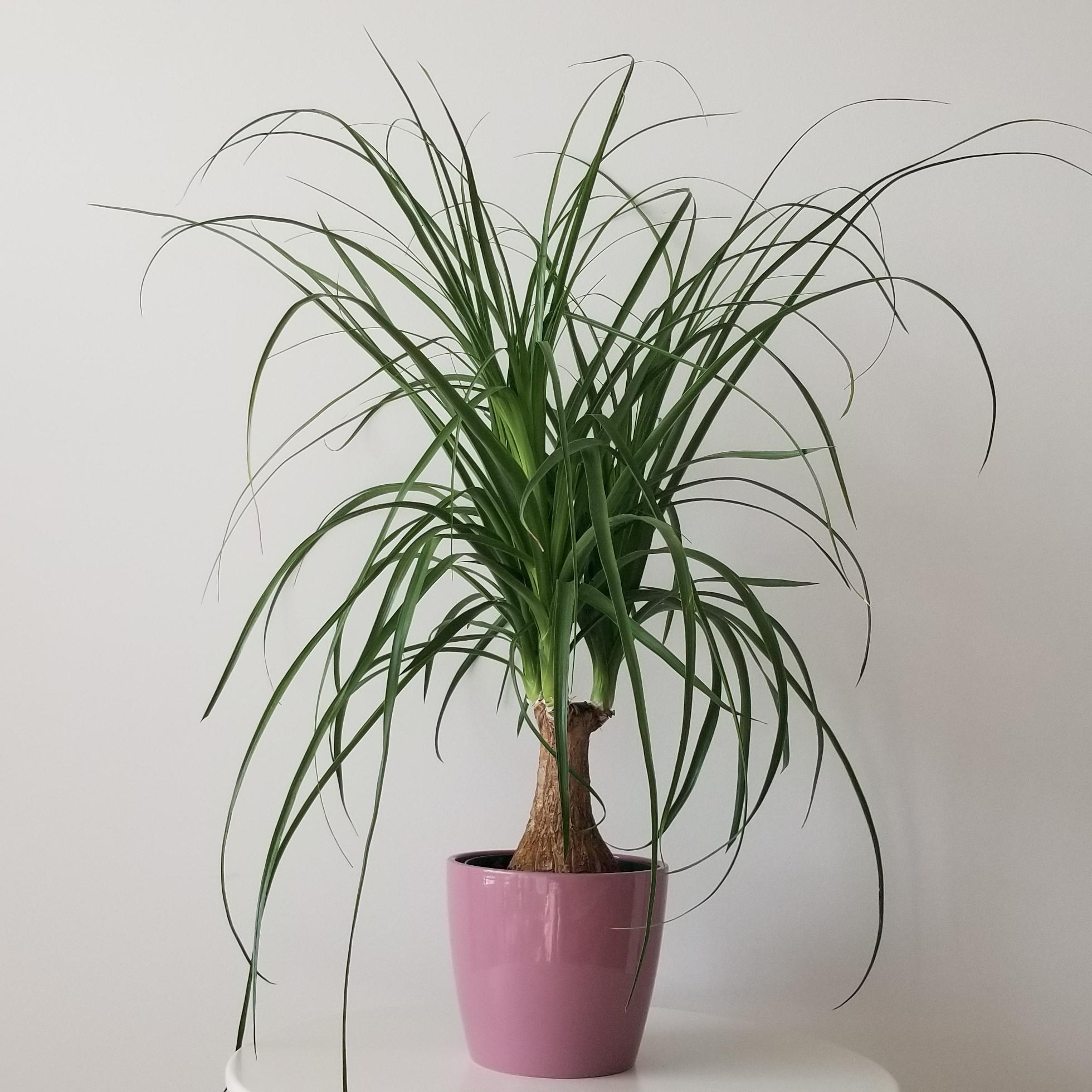 ponytail palm in 6inch pot 4 ponytail palm interior plants houseplants office plants Oakville Mississauga Milton Brampton Woodbridge Kitchener Markham Etobicoke Toronto GTA