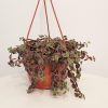 Succulent trailing plant in 6 inch hanging basket indoor plants houseplants GTA Toronto Mississauga Brampton Oakville Etobicoke