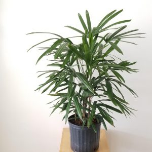 Rhapis Palm (Lady Palm) air-purifying office plants indoor plants houseplants GTA Plants Toronto Mississauga Etobicoke Oakville Burlington Brampton