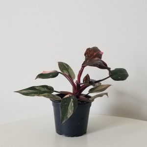 philodendron pink princess indoor plants houseplants Toronto Mississauga Etobicoke Brampton Milton Markham GTA