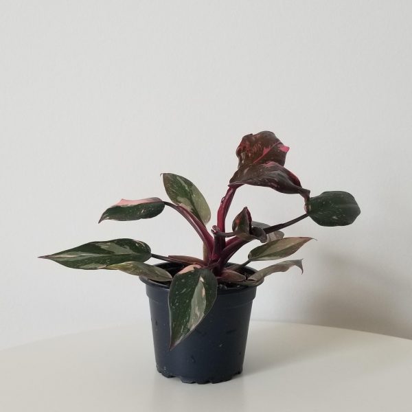 philodendron pink princess indoor plants houseplants Toronto Mississauga Etobicoke Brampton Milton Markham GTA