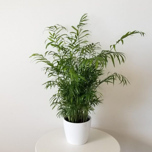 Parlour palm in deco ceramic white 6inch air-purifying indoor plants houseplants office plants GTA Toronto Mississauga Oakville Burlington Etobicoke Brampton