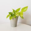 Pothos Neon in grey deco ceramic 4inch air-purifying indoor plants houseplants plant-filled gifts office plants GTA Toronto Mississauga Oakville Burlington Brampton Etobicoke