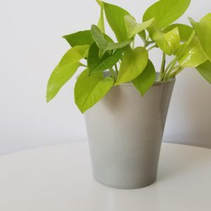 Pothos Neon in grey deco ceramic 4inch air-purifying indoor plants houseplants plant-filled gifts office plants GTA Toronto Mississauga Oakville Burlington Brampton Etobicoke