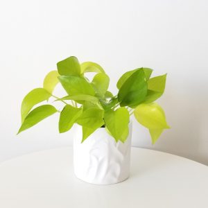 Pothos Neon in white deco ceramic 4inch air-purifying indoor plants houseplants plant-filled gifts office plants GTA Toronto Mississauga Oakville Burlington Brampton Etobicoke