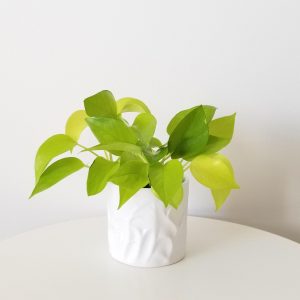 Pothos Neon in white deco ceramic 4inch air-purifying indoor plants houseplants plant-filled gifts office plants GTA Toronto Mississauga Oakville Burlington Brampton Etobicoke