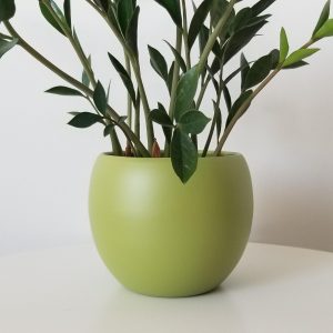 ZZ plant in deco ceramic Lisa green air-purifying indoor plants office plants GTA Toronto Mississauga Etobicoke plant gifts
