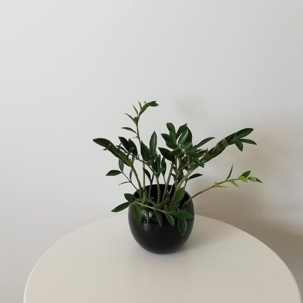 ZZ plant in deco ceramic Lisa black air-purifying indoor plants office plants GTA Toronto Mississauga Etobicoke plant gifts