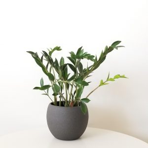 ZZ plant in deco ceramic Lisa grey air-purifying indoor plants office plants GTA Toronto Mississauga Etobicoke plant gifts