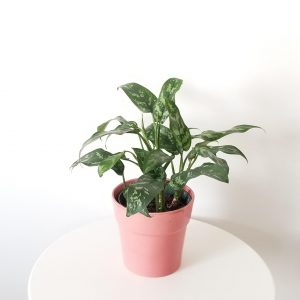 aglaonema green 6in Super Maria air-purifying indoor plants office plants GTA Toronto Mississauga plant gifts