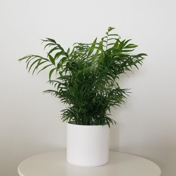 Parlour palm in deco ceramic white 6inch air-purifying indoor plants houseplants office plants GTA Toronto Mississauga Oakville Burlington Etobicoke Brampton