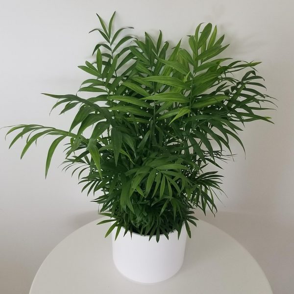 Parlour palm in deco ceramic white 6inch air-purifying indoor plants houseplants office plants GTA Toronto Mississauga Oakville Burlington Etobicoke Brampton