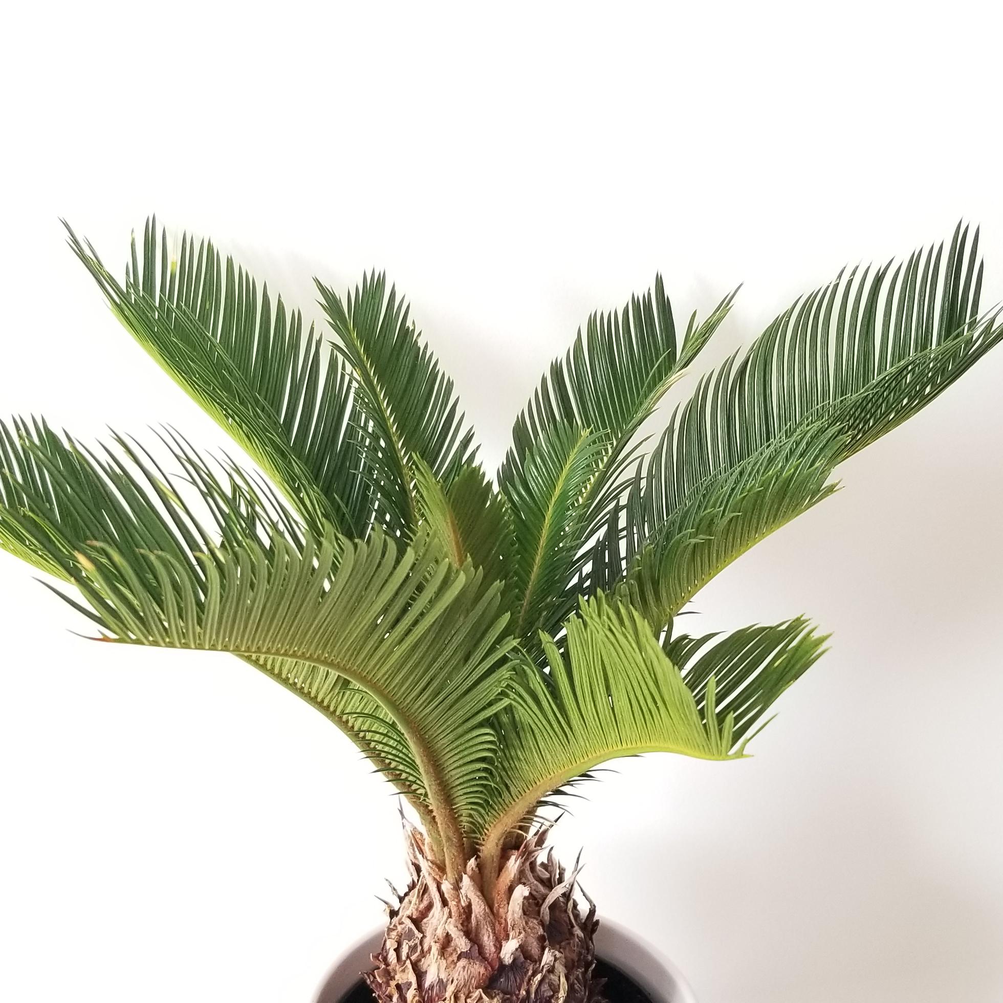 sago palm in decorative ceramic container Christmas plant gift Indoor plants office plants houseplants Toronto Mississauga Etobicoke Burlington Oakville
