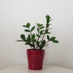 ZZ plant in deco ceramic Lisa green air-purifying indoor plants office plants GTA Toronto Mississauga Etobicoke plant gifts