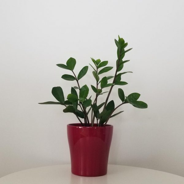 ZZ plant in deco ceramic Lisa green air-purifying indoor plants office plants GTA Toronto Mississauga Etobicoke plant gifts