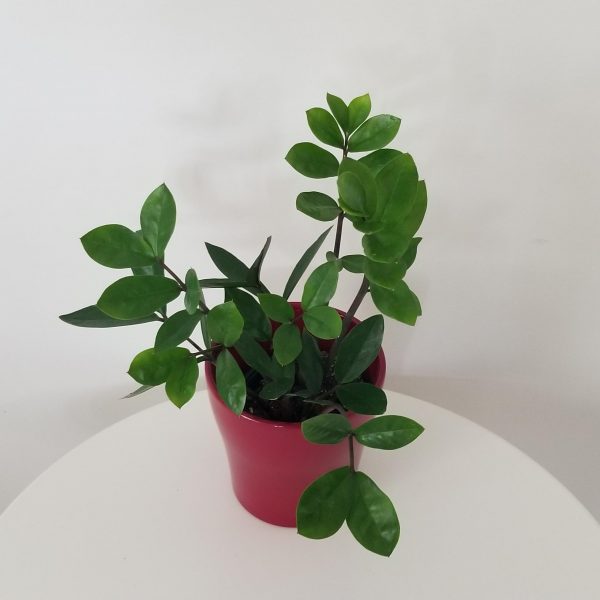 ZZ plant in deco ceramic Lisa green air-purifying indoor plants office plants GTA Toronto Mississauga Etobicoke plant gifts