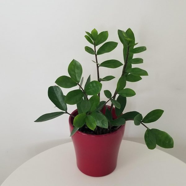 ZZ plant in deco ceramic Lisa green air-purifying indoor plants office plants GTA Toronto Mississauga Etobicoke plant gifts
