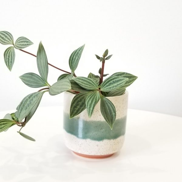 Peperomia Stepladder in deco ceramic plant gifts GTA indoor plants Toronto Mississauga Etobicoke