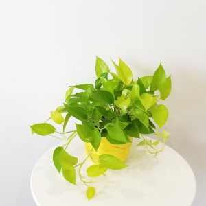 Pothos Neon in decorative ceramic container Plant gift Air-purifying houseplants office plants Toronto Mississauga Burlington Oakville