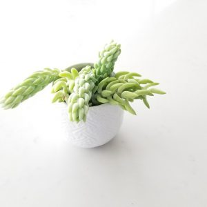 Burros tail in deco ceramic container Plant Gifts Christmas Toronto Mississauga Brampton