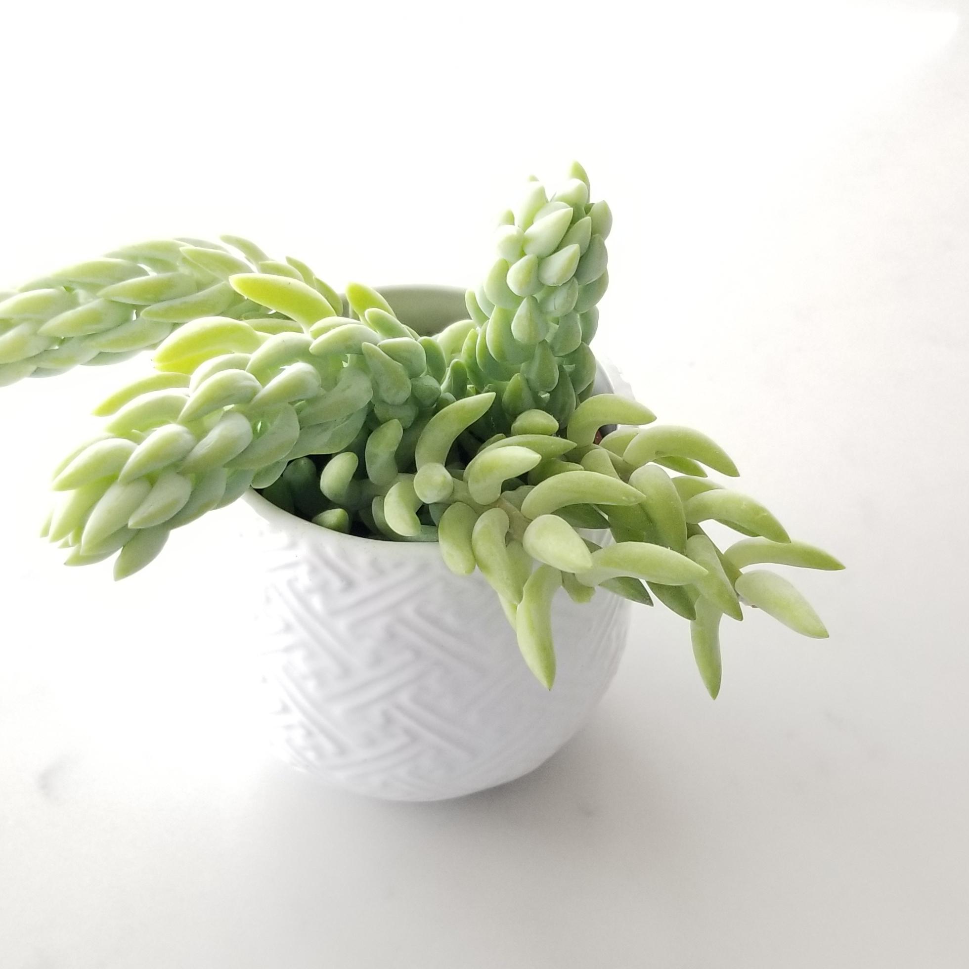 Burros tail in deco ceramic container Plant Gifts Christmas Toronto Mississauga Brampton