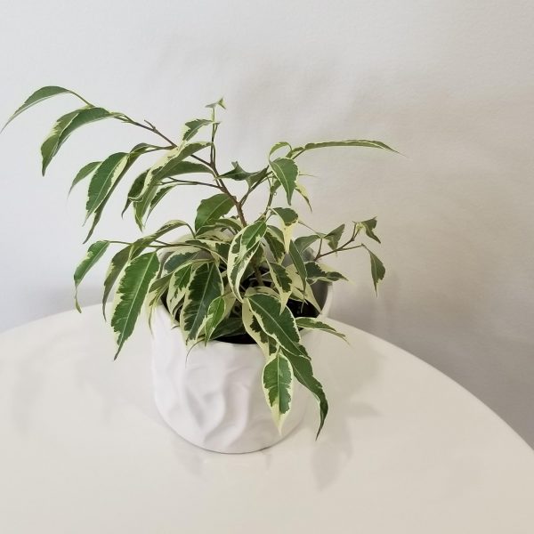 Ficus benjamina 'Starlight' Happy Mother's Day plant gift air-purifying indoor plants houseplants Toronto Mississauga Oakville Markham other GTA