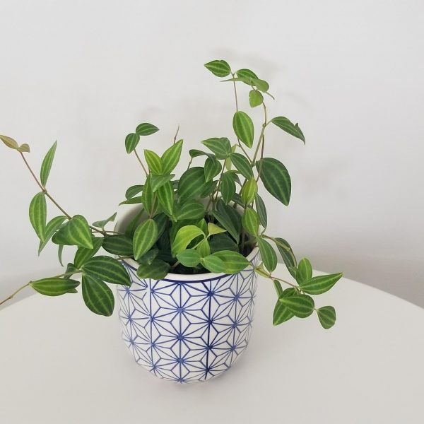 Peperomia in variety in decorative pot air-purifying office plants Toronto Mississauga Etobicoke Oakville Brampton etc