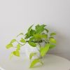 pothos neon in decorative ceramic pot air-purifying interiorplants houseplants office plants Etobicoke Mississauga Oakville Brampton Milton Richmond Hill etc