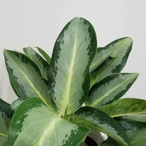 Aglaonema air-purifying indoor plants houseplants office plants Toronto Mississauga Brampton