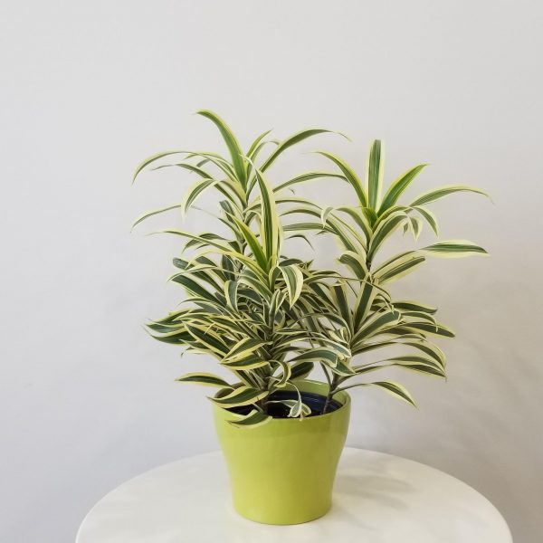 Dracaena Song of India in decorative ceramic container Christmas Gifts air-purifying beautiful indoor plants Toronto Mississauga Oakville Burlington etc