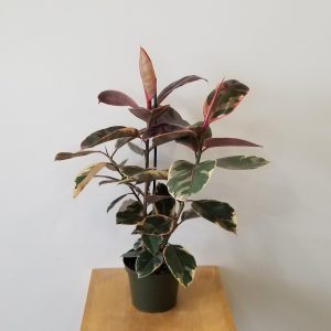 ficus ruby air-purifying indoor plants GTA Toronto plants office plants Mississauga Oakville Brampton Christmas plant gifts