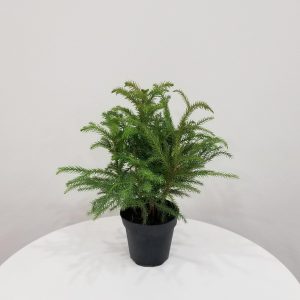 Norfolk Island Pine air-purifying indoor plants houseplants office plants Toronto Mississauga Oakville Brampton etc