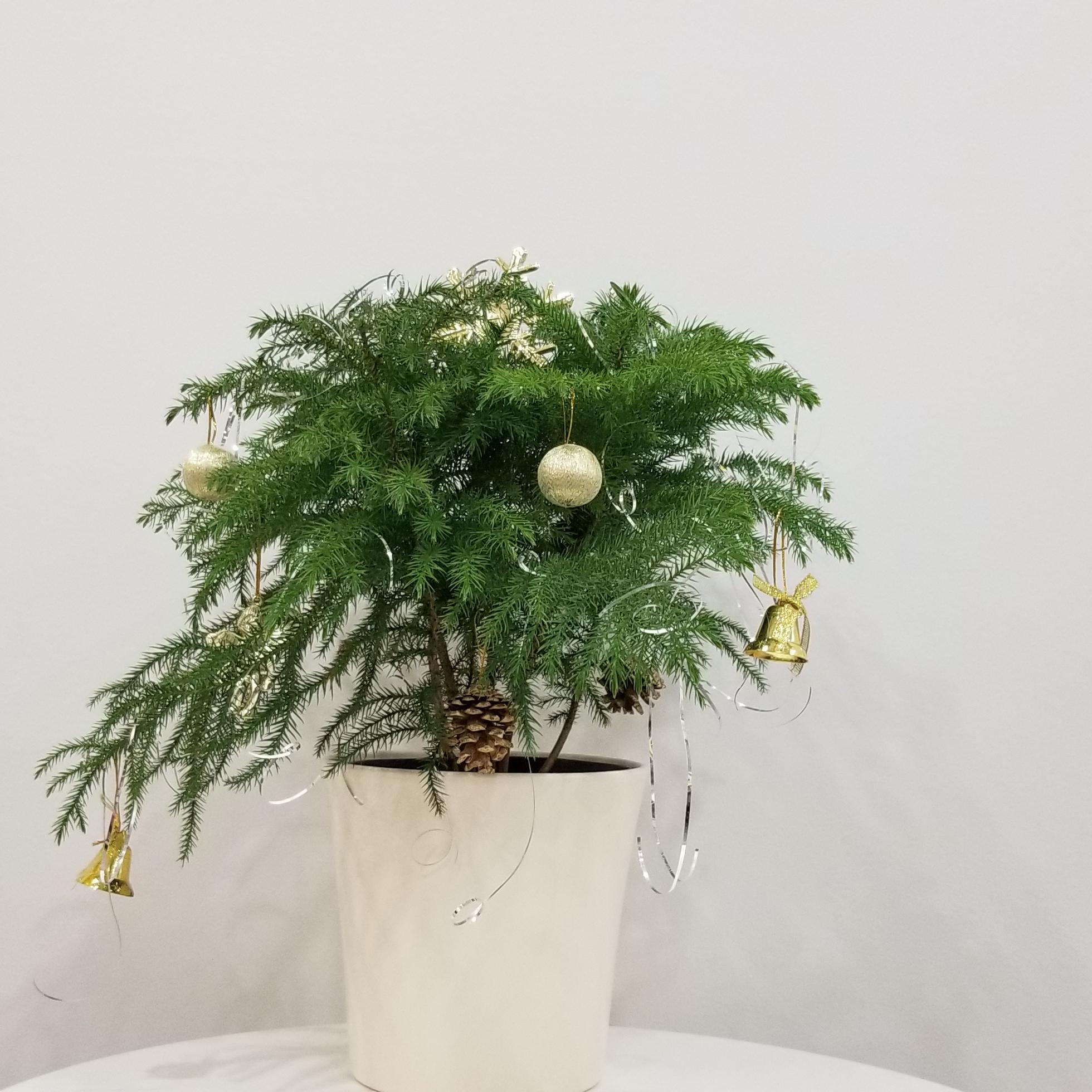 Norfolk Island Pine air-purifying indoor plants houseplants office plants Toronto Mississauga Oakville Brampton etc
