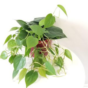 Philodendron Green in decorative ceramic container Christmas Plant gifts GTA delivery indoor plants houseplants Toronto Mississauga Etobicoke