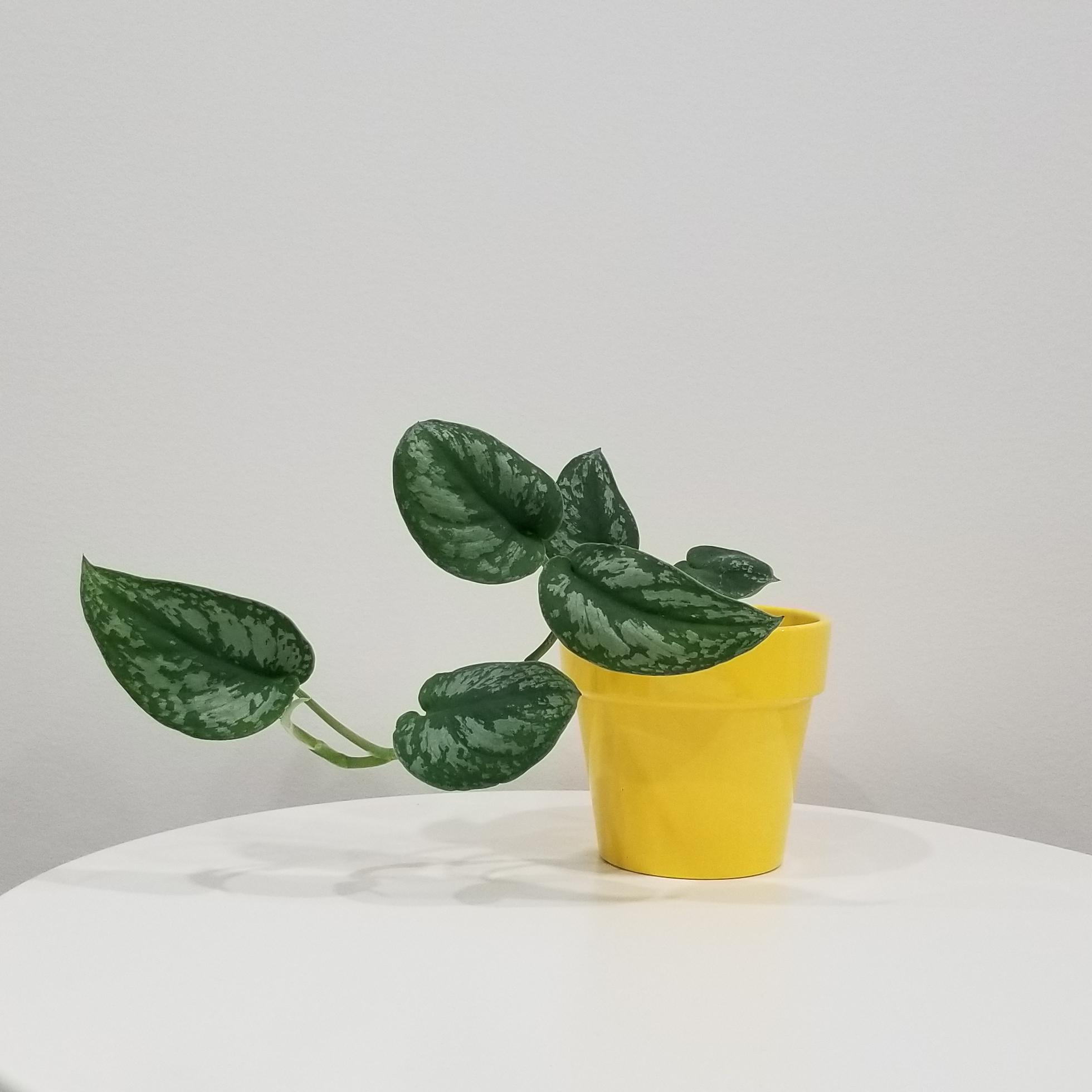 Pothos Satin Silver in decorative ceramic container Christmas Plant gifts GTA delivery indoor plants houseplants Toronto Mississauga Etobicoke