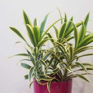 dracaena song of India plant-filled Christmas gift Toronto Mississauga Etobicoke Oakville Brampton other GTA
