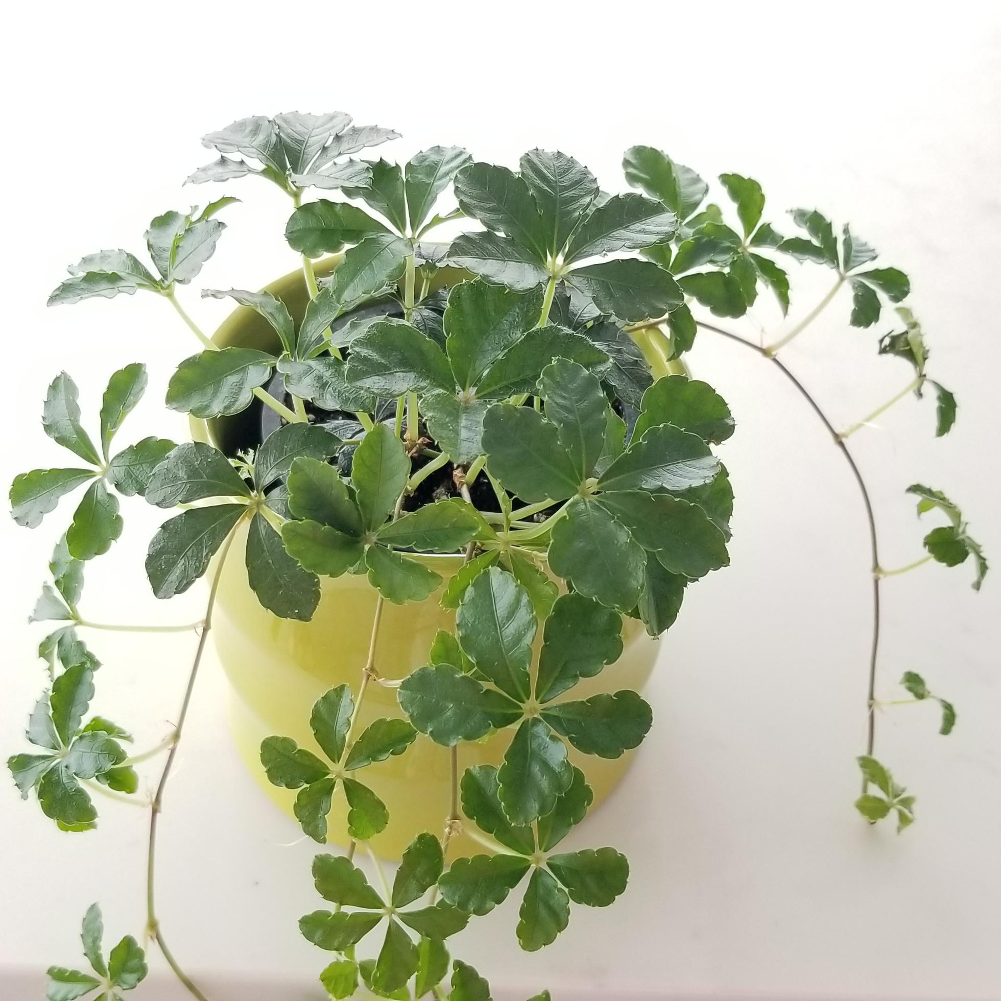 sugar vine in deco ceramic 4inch 2 sugar vine in decorative ceramic container plant-filled gifts GTA Toronto indoor plants houseplants Mississauga Etobicoke Oakville etc