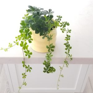 sugar vine in decorative ceramic container plant-filled gifts GTA Toronto indoor plants houseplants Mississauga Etobicoke Oakville etc