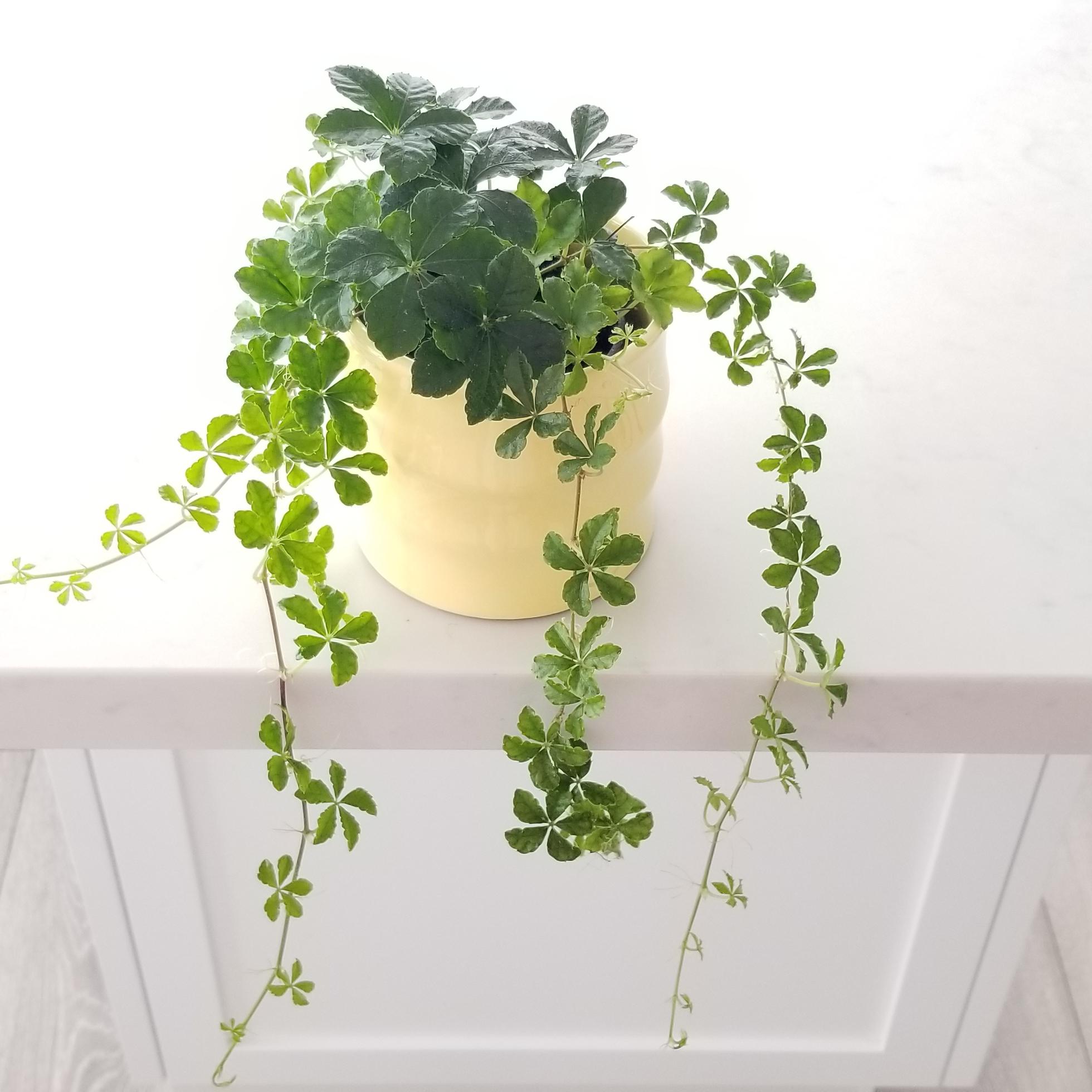 sugar vine in deco ceramic 4inch 3 sugar vine in decorative ceramic container plant-filled gifts GTA Toronto indoor plants houseplants Mississauga Etobicoke Oakville etc