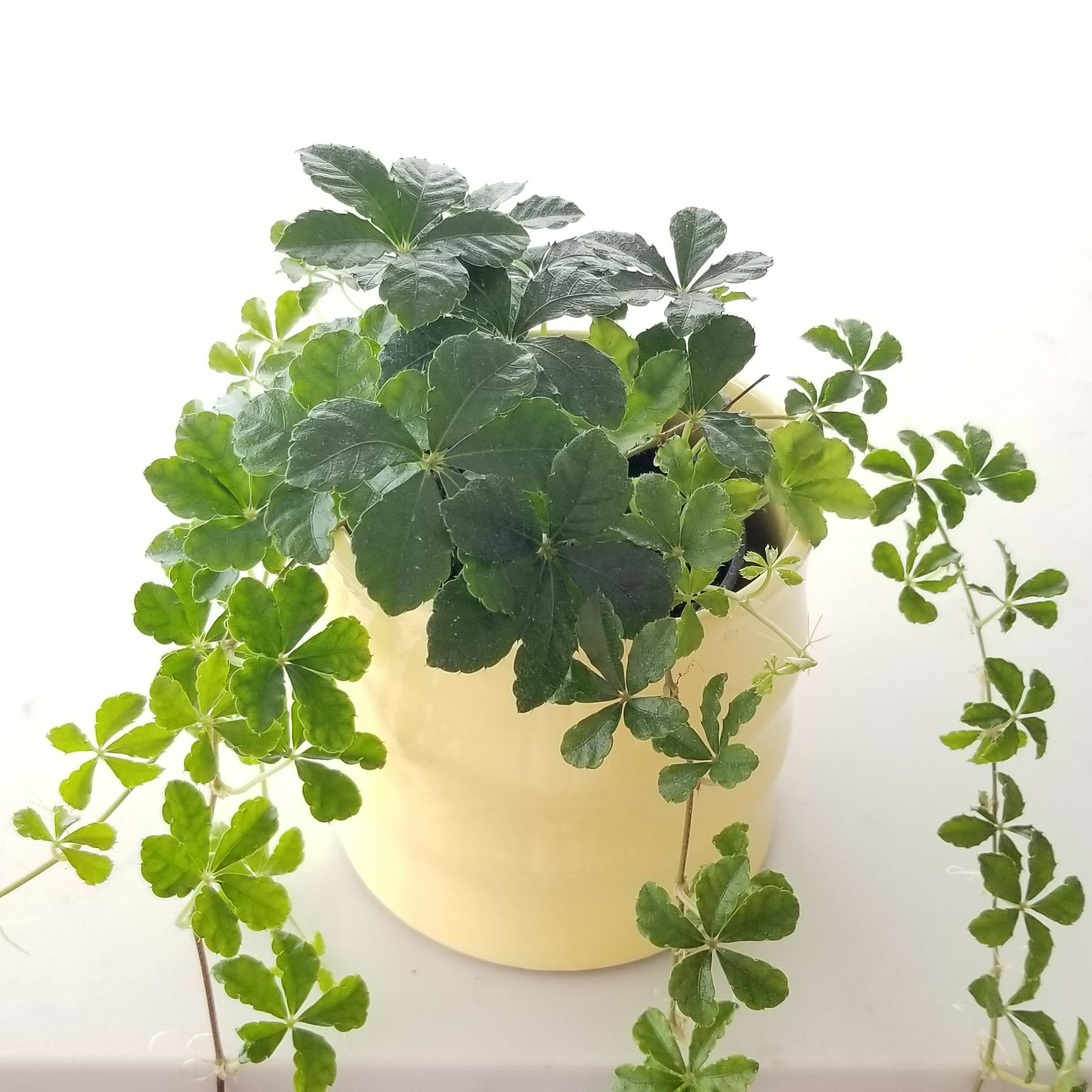 sugar vine in deco ceramic 4inch 4 sugar vine in decorative ceramic container plant-filled gifts GTA Toronto indoor plants houseplants Mississauga Etobicoke Oakville etc