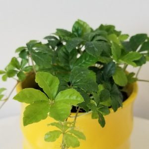 sugar vine in decorative ceramic container Christmas gifts Indoor plants houseplants Toronto Mississauga Oakville etc