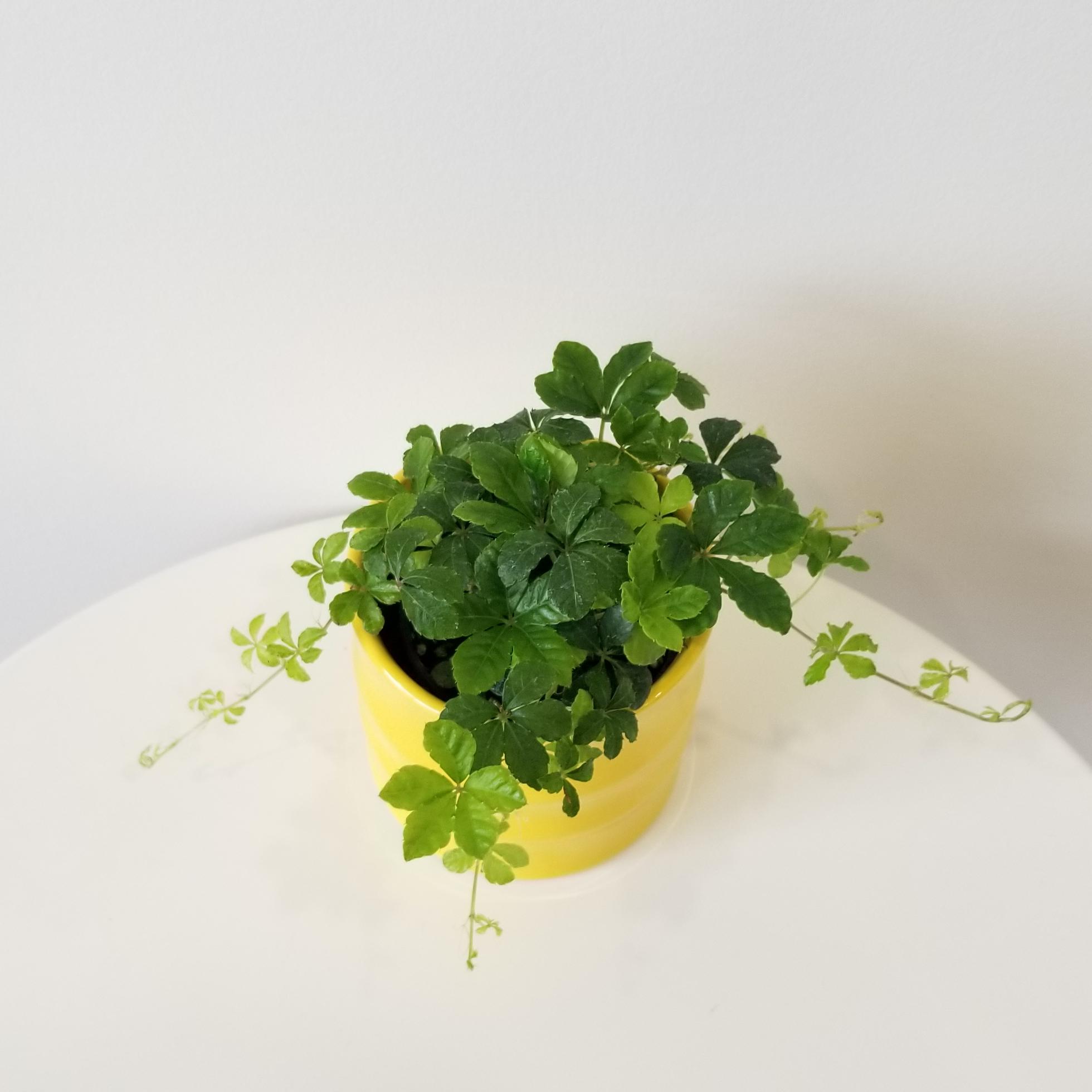 sugar vine in deco ceramic yellow 4in 4 sugar vine in decorative ceramic container Christmas gifts Indoor plants houseplants Toronto Mississauga Oakville etc