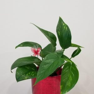 Happy Valentine's Money Plant in decorative ceramic container air-purifying indoor plants houseplants Toronto Mississauga etc