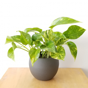 pothos golden (money plant) in decorative ceramic container air-purifying indoor plants gifts Toronto Mississauga Oakville Brampton other GTA