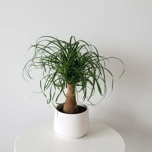 Ponytail palm in decorative ceramic container indoor plants houseplants plant gifts GTA Toronto Mississauga Oakville